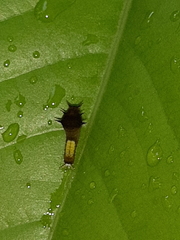 Graphium agamemnon agamemnon