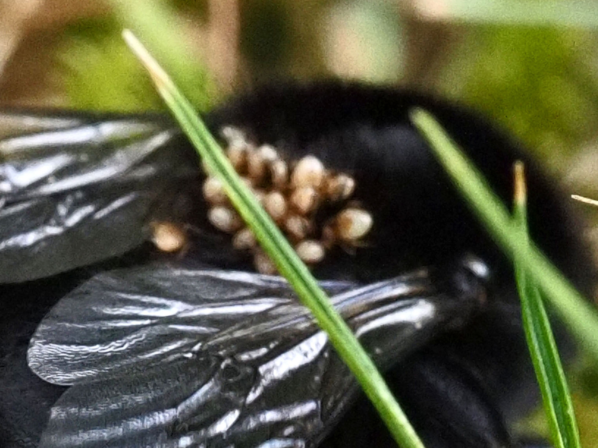 Parasitellus fucorum (De Geer, 1778)