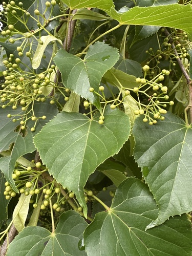 Tilia japonica iNat (1)