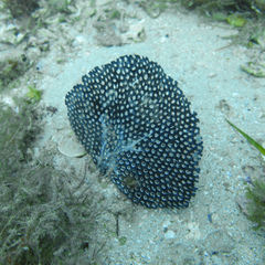 Adeona grisea
