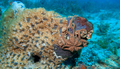 Conocladus australis