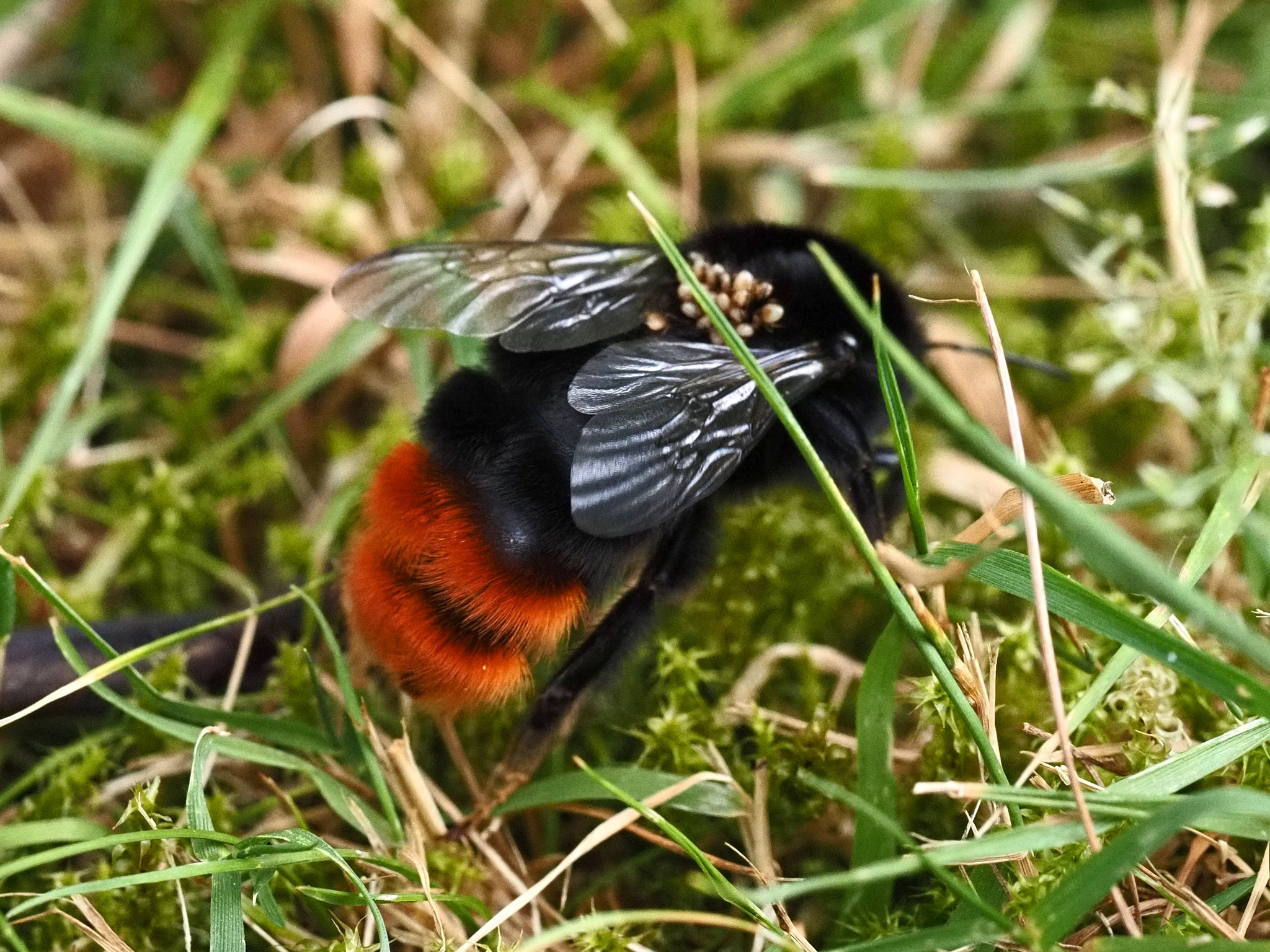 Parasitellus fucorum (De Geer, 1778)