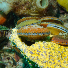 Mimachlamys asperrima