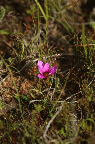 Beak Froetang (Romulea cruciata)
