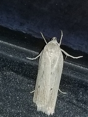 Gonioterma mistrella