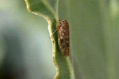 Euscelidius variegatus