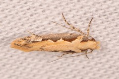 Ornativalva erubescens
