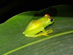 Boophis tasymena