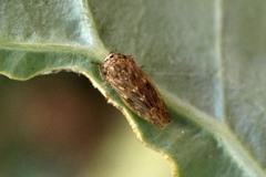 Euscelidius variegatus