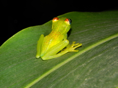 Boophis tasymena
