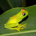 Boophis tasymena - Photo (c) Louis Imbeau, some rights reserved (CC BY), uploaded by Louis Imbeau