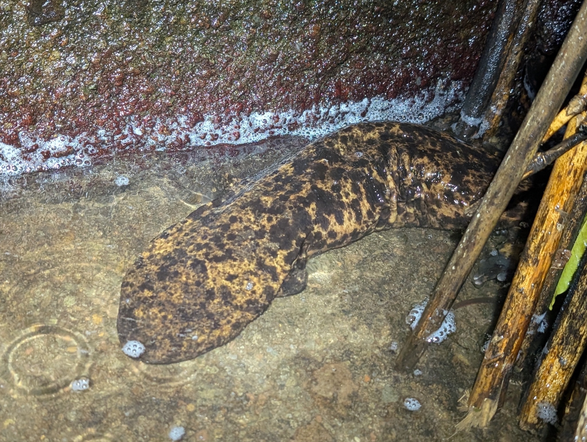 Andrias japonicus (Temminck, 1836)