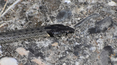 Macroprotodon brevis