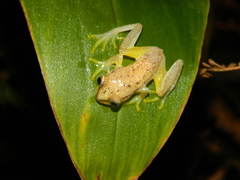 Heterixalus betsileo