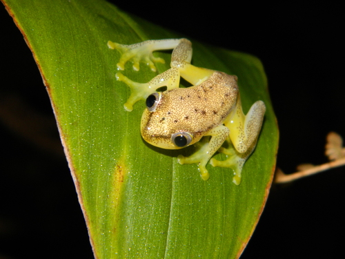 Betsileo Reed Frog