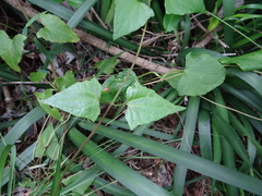 Mikania chenopodiifolia