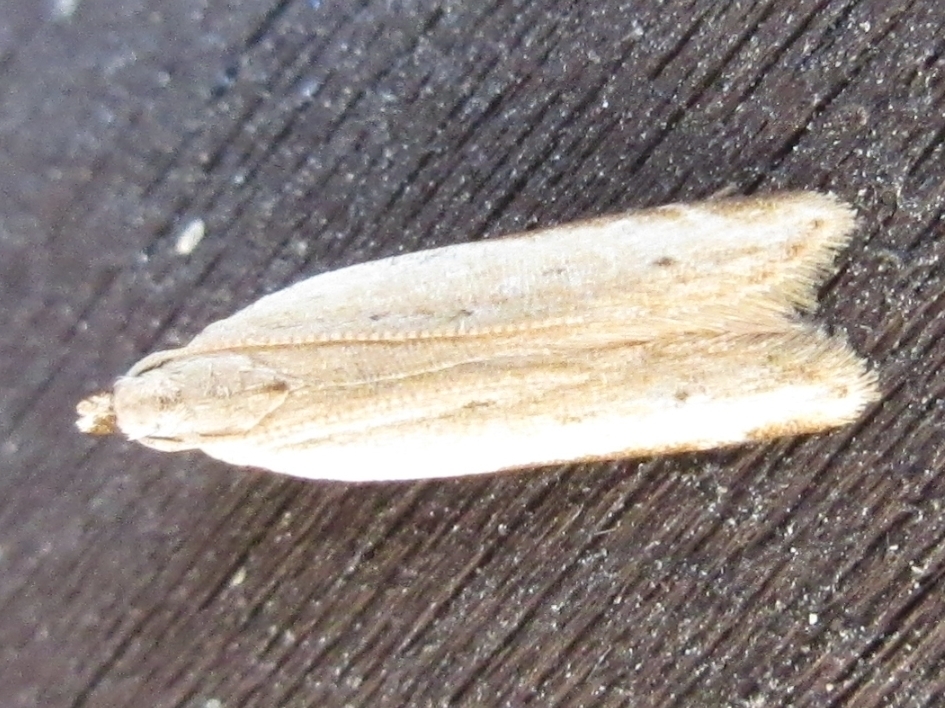 Mesophleps sublutiana