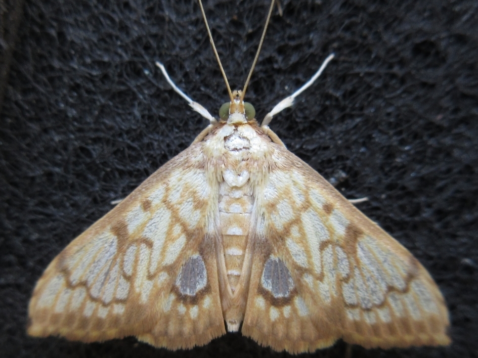 Neoanalthes contortalis
