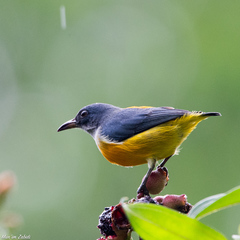 Dicaeum trigonostigma