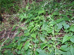 Mikania chenopodiifolia