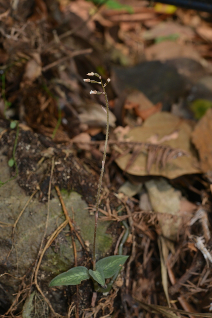 Cheirostylis clibborndyeri