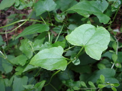 Mikania chenopodiifolia