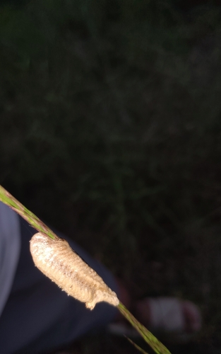 Tenodera fasciata