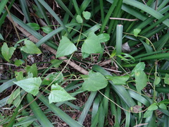 Mikania chenopodiifolia