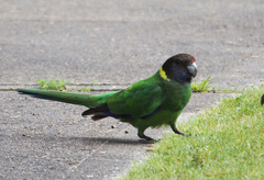Barnardius zonarius semitorquatus