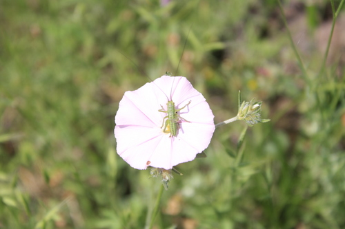 Tettigonia