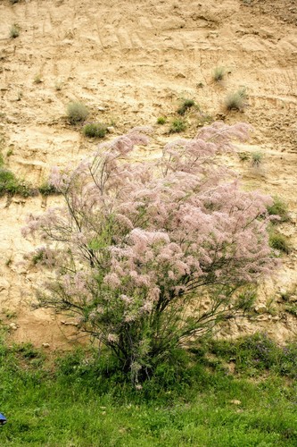 saltcedar
