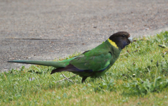 Barnardius zonarius semitorquatus