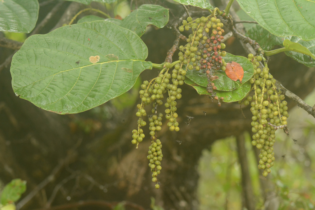 Coccoloba latifolia