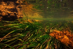 Posidonia australis