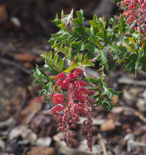 Grevillea bipinnatifida R.Br.