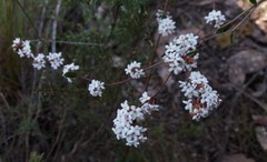Leucopogon concurvus