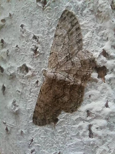 Pale Oak Beauty