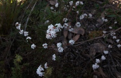 Leucopogon concurvus