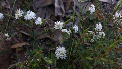 Leucopogon concurvus