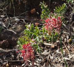 Grevillea bipinnatifida