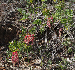 Grevillea bipinnatifida