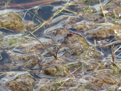 Enallagma dubium