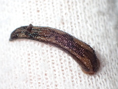 Tritetrabdella taiwana