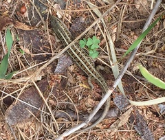 Trachylepis capensis