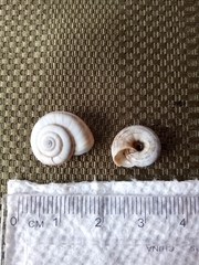 Helicella itala