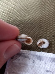 Helicella itala