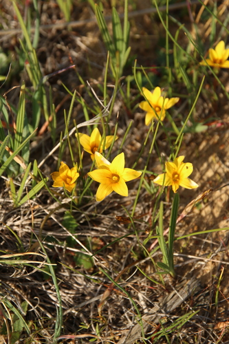 Brownstalk Froetang (Romulea monticola)