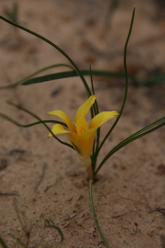 Romulea monticola