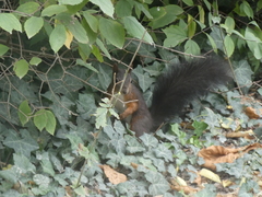 Sciurus vulgaris