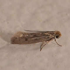 Niditinea orleansella